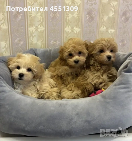 Малтипу малки кученца