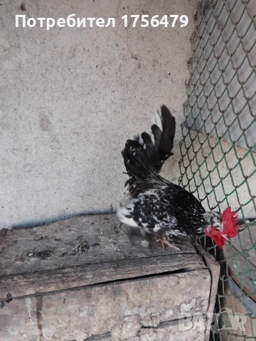 Бреговски петлета , снимка 2 - Кокошки и пуйки - 54258168