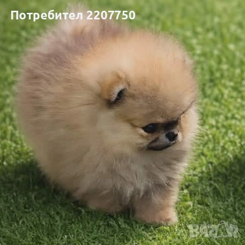 продавам померан , снимка 3 - Померан - 54374829