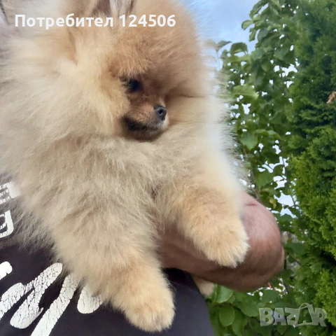 Померан мини померанче