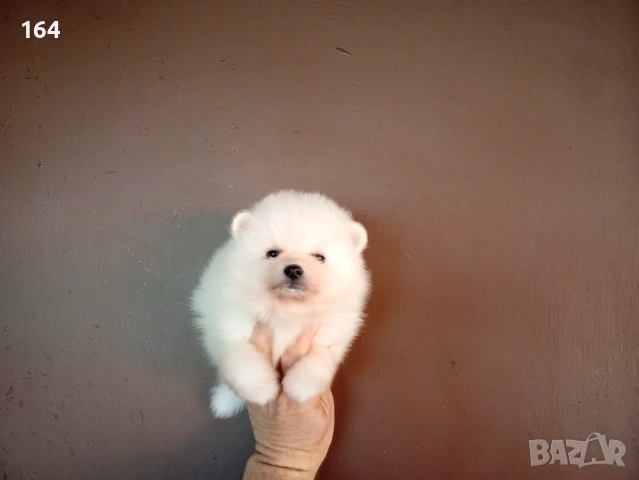 Бели Померани. Различни възрасти! , снимка 7 - Померан - 54149246
