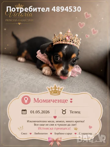 Чистокръвни мини Чихуахуа, снимка 6 - Чихуахуа - 55383127
