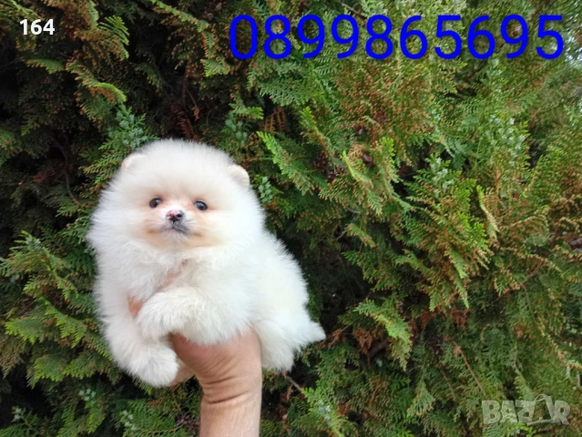 Мъжки Померан. Реални снимки от 24.04.26 г. 