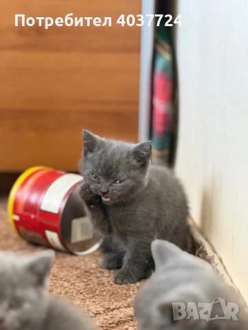 Британски късокосмести котета с родословие , снимка 2 - Британска късокосместа - 54097106