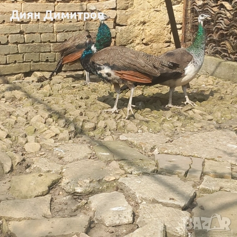 Пауни, снимка 3 - други­ - 54244931