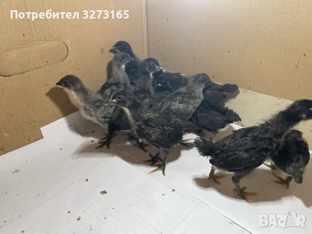 Пилета шведски исабар  и великденска носачка , снимка 7 - Кокошки и пуйки - 55446065