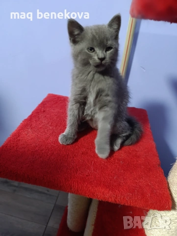 Продавам прекрасно правоухо шотландско момиченце!, снимка 7 - Британска късокосместа - 54075466