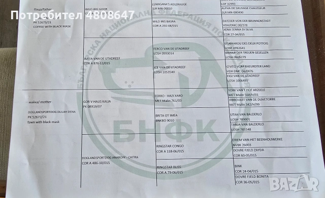 Белгийски овчарки-Малиноа , снимка 13 - Белгийска овчарка - 54864926