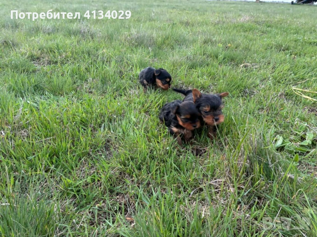 Мини и стандартни Йорки мъжки  родени на 1.03.26 и 3.03.26г, снимка 4 - Йоркширски териер - 53228272