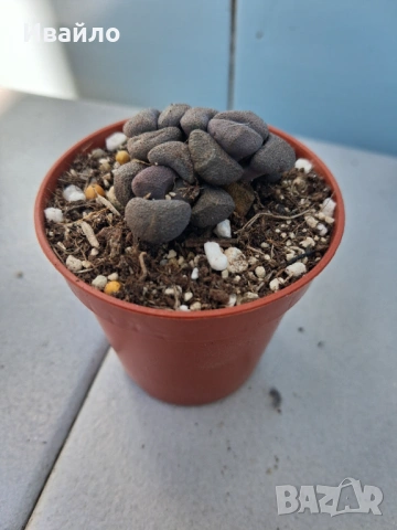 Живи камъчета - Lithops, снимка 9 - Градински цветя и растения - 33193359