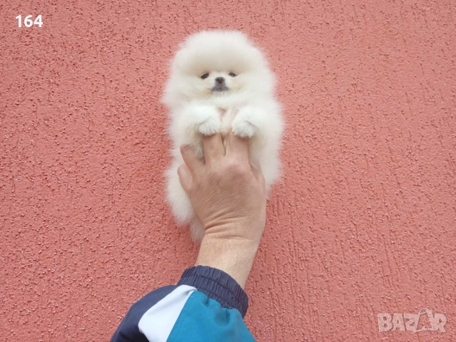 Мини Померан. Реални снимки !, снимка 2 - Померан - 54133689