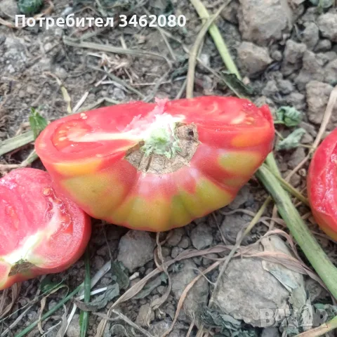 Продавам Розов домат, снимка 13 - Разсади - 55340415
