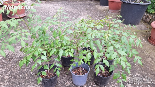 Продавам декоративно растение Китайски мехурник (Koelreuteria paniculata), снимка 3 - Градински цветя и растения - 51422603