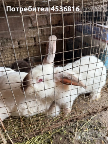 Продавам зайци, снимка 4 - Други - 54572225