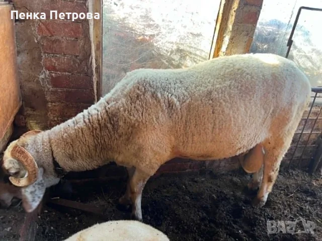 Продавам коч за разплод на 1,5 г