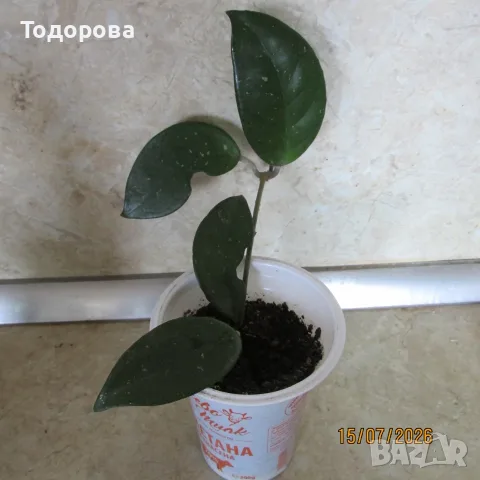  хоя восъче двуцветно, снимка 5 - Стайни растения - 51286115