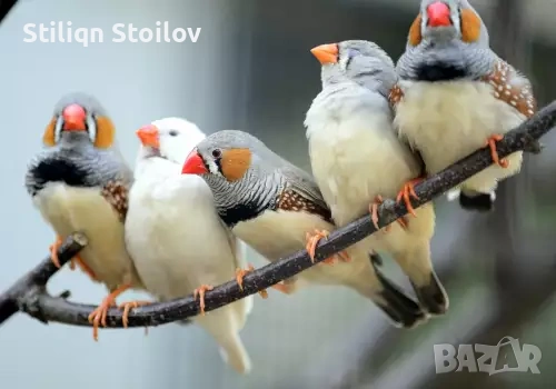 Зеброви амадини, снимка 2 - Амадини - 53967431