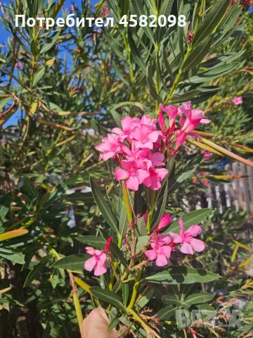 Олеандър (зокум, лян, Nerium oleander), снимка 7 - Градински цветя и растения - 55678901