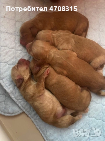 Кокер шпаньол червен цвят момче ваксина, снимка 9 - Кокер шпаньол - 54098423