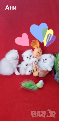 КОТЕНЦА МЕЧТА., снимка 7 - Чинчили - 54135674