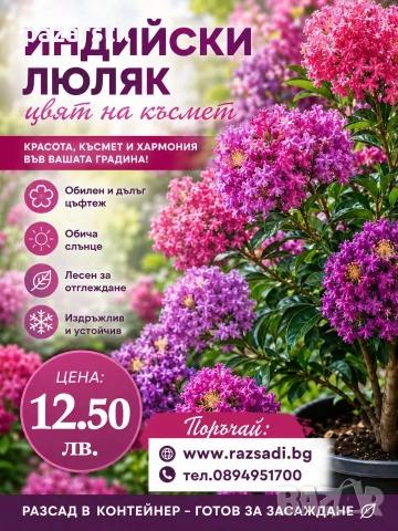 Индийски люляк - ароматен