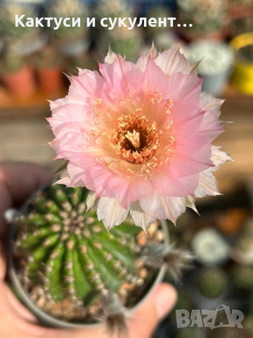 Кактус Echinopsis Нуbrid Бебешко розово с оранжево в средата