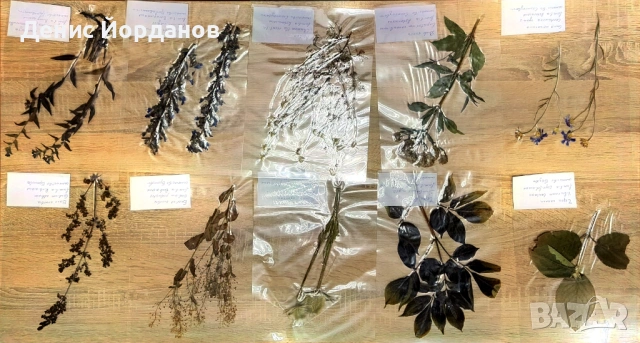 Продавам ламиниран хербарий , снимка 3 - Други - 54919513