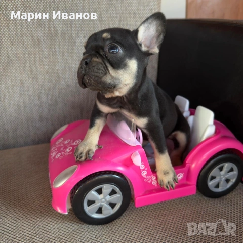 Френско булдоче момиче, снимка 2 - Френски булдог - 55244101