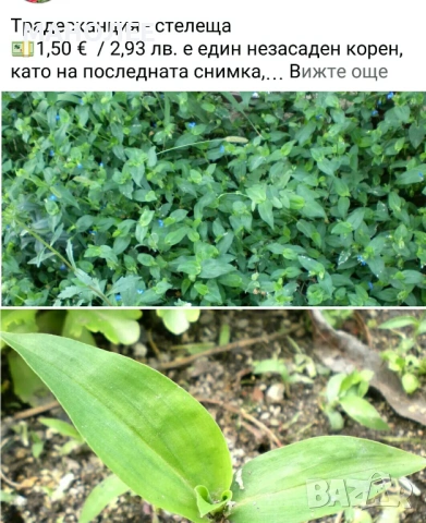 🪻🪴🪷🎁5 вида градински цветя❄️☃️ -, снимка 6 - Градински цветя и растения - 54466138