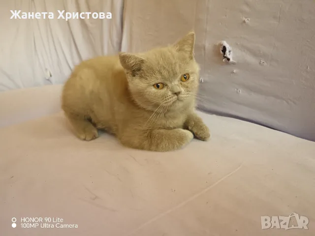 Продавам британски късокосмести котета 