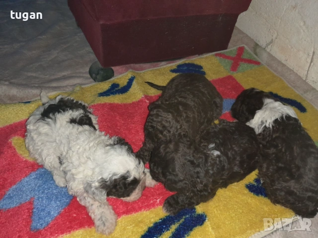 Бебета Лагото Романьоло / Lagotto Romagnolo