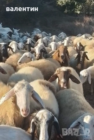 Бракувани овце за клане