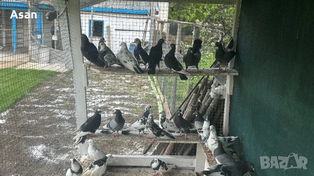 Пазарджишки , снимка 4 - Гълъби - 54593035
