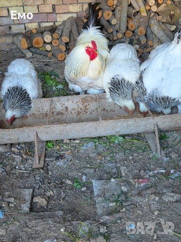 продавам бяла колумбийска брама