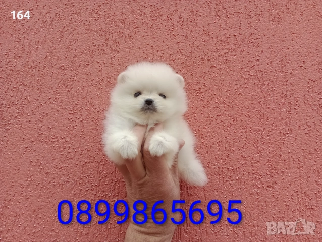 Мини мъжки Померан. Реални снимки от 27.04.26 г.