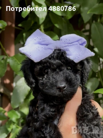 Той пудел/Toy poodle/Чистокръвни той пуделчета (черни и ред/априкот)