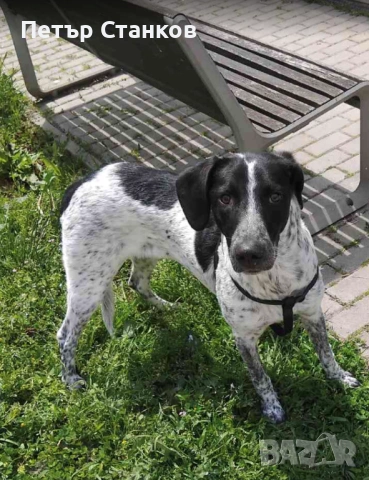 Подарявам куче