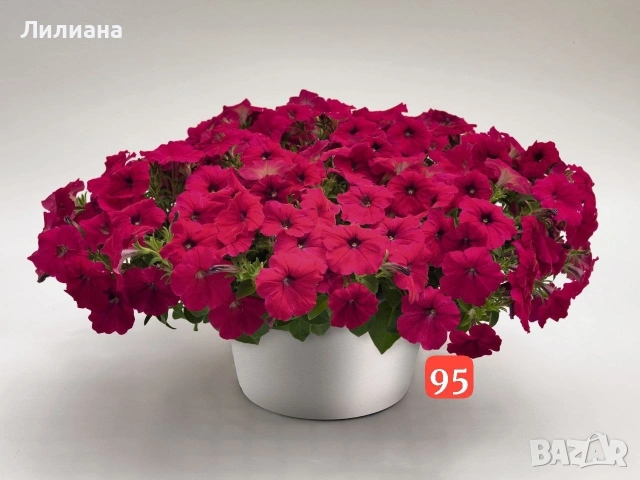 Петуния. Цветя за саксии и градина, снимка 16 - Разсади - 54640925