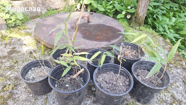 Продавам растения студоустойчив бамбук, снимка 4 - Градински цветя и растения - 54007138