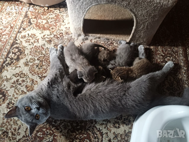 Шотландски и британски котета