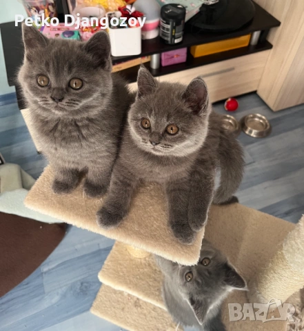 Британски късокосмести котета