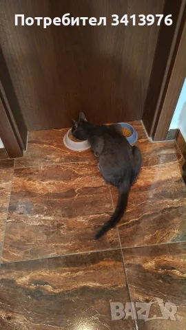 Подарява женска котка, снимка 3 - Руска синя котка - 55695919