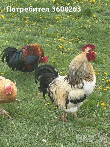 Продавам петли отлично гледани