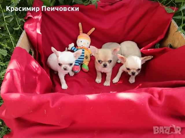 предлагам чихуахуа. , снимка 3 - Чихуахуа - 55112173