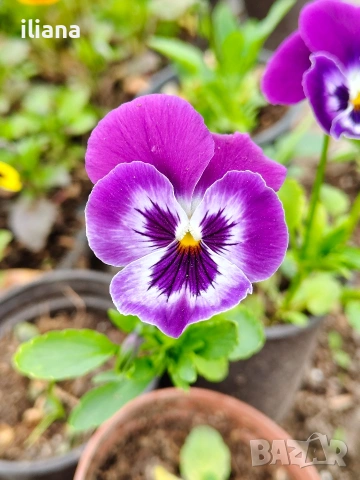 Продавам теменужки, снимка 14 - Градински цветя и растения - 54018843