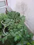 Амер.боровинка Дюк, снимка 4