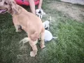 *кученца спешно*, снимка 10