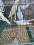 Продавам бели и пъстри корели, снимка 6