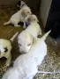 Чистокръвни Лагото Романьоло, снимка 5
