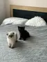 Малки шотландски котенца, снимка 9